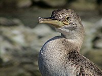Cap Corse, Marine di Giottani (Kormoran 4).JPG
